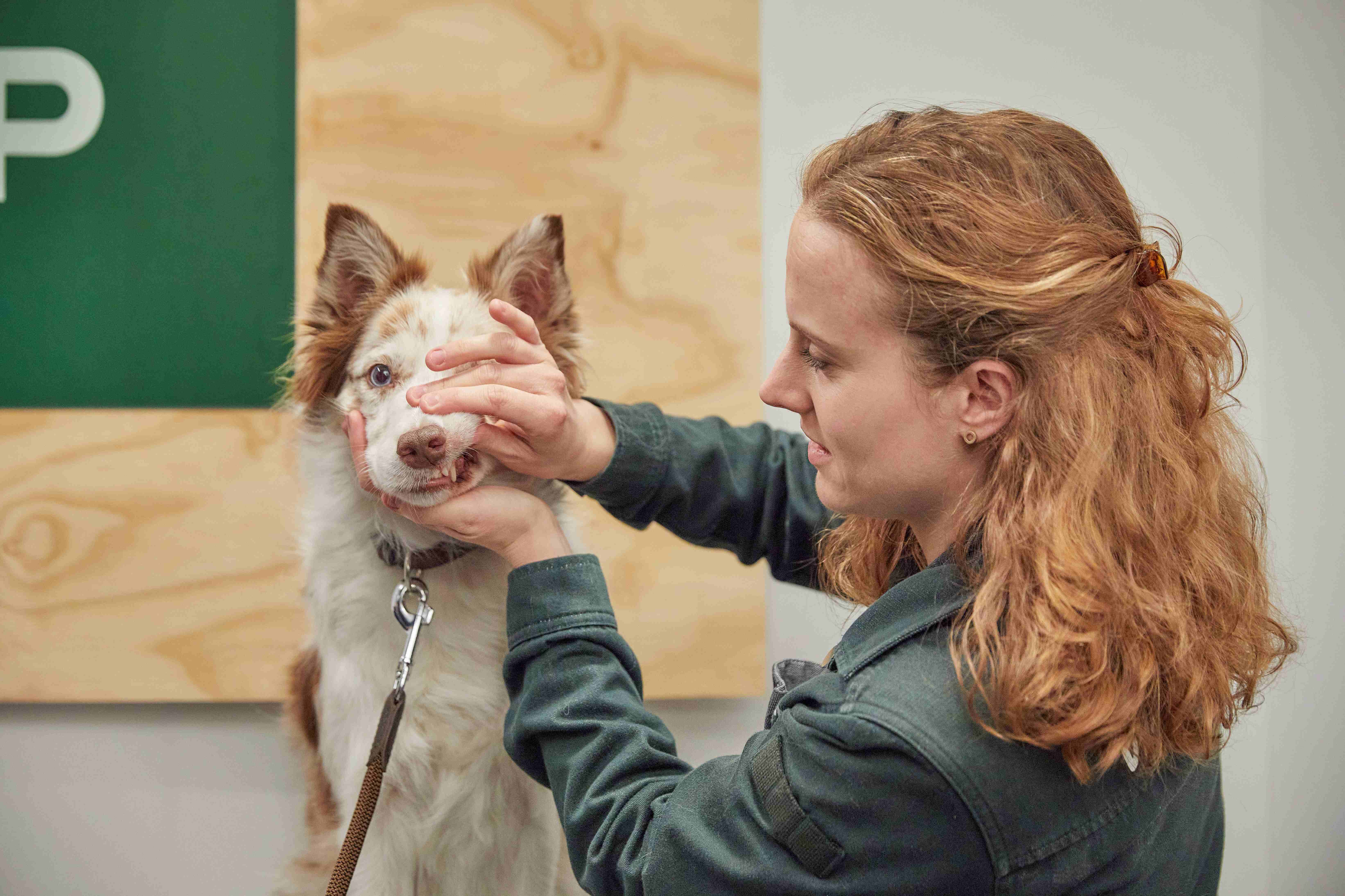 Advies in de winkel - hond